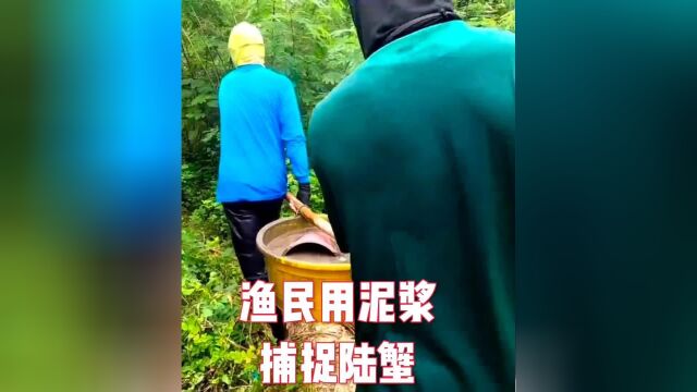 菲律宾渔民用泥浆捕捉陆蟹