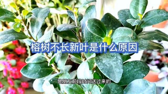 榕树不长新叶子是什么原因?看完明白了