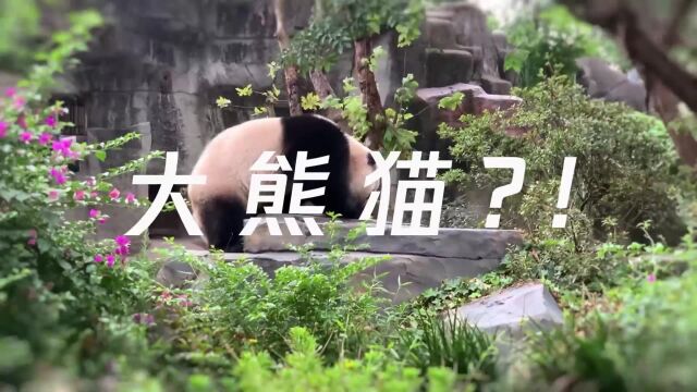 大熊猫还可以云养?是造“噱头”还是真“保护”?