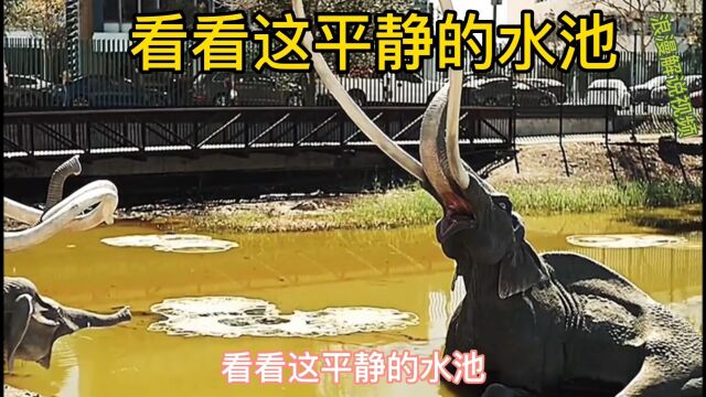 看看这平静水池