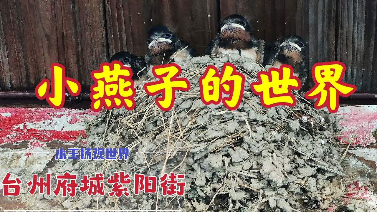 台州府城紫阳街,燕子窝随处可见,人和鸟和谐相处的画面好治愈