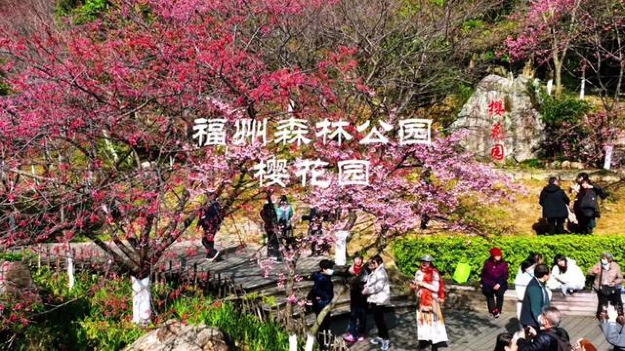 福州市森林公园樱花园2023年正月初六拍摄