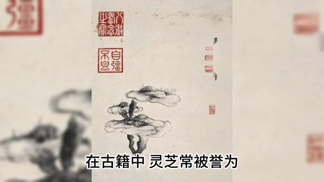 灵芝的功效与作用,揭秘灵芝的功效