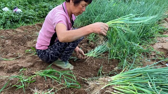 为什么很多农户都选择套种蔬菜呢那么什么作物之间不能套种呢