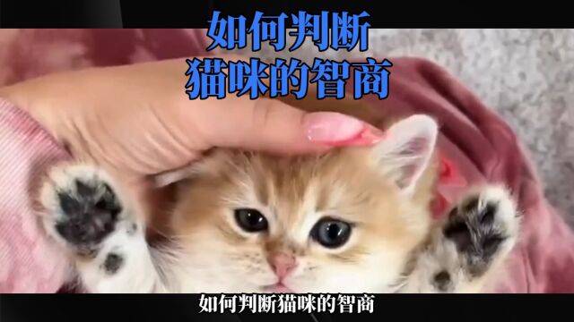 如何判断猫咪的智商?一起来了解一下吧