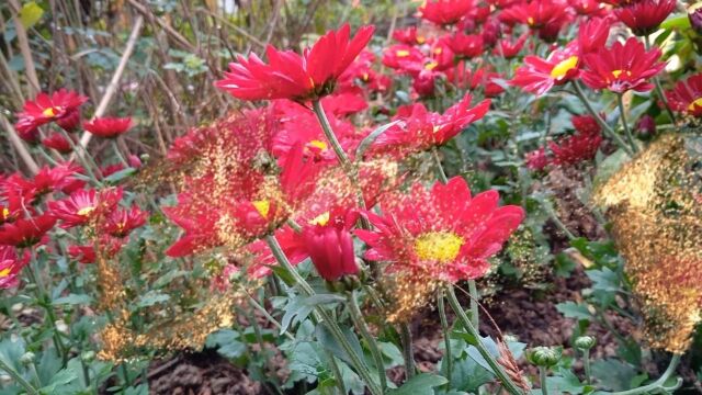 面对秋风,小雏菊微笑着摇了摇小头