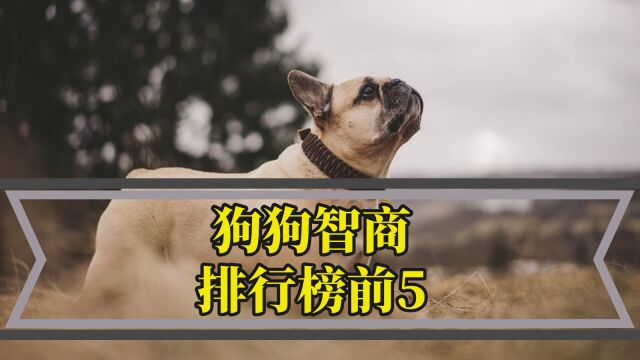 狗狗智商排行榜前5,你家狗子上榜了吗?