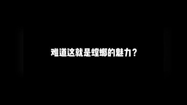 难道这就是螳螂的魅力?