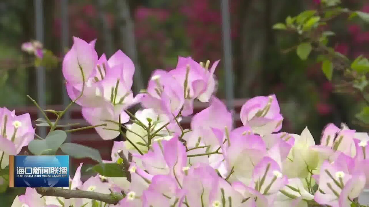 三角梅共享农庄:打造特色农文旅项目 助力乡村振兴