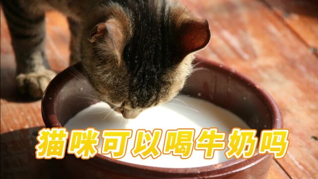 猫咪可以喝牛奶吗?