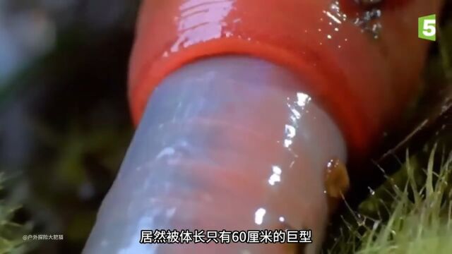 60里面的红水蛭吞下70厘米的蚯蚓动物纪录片