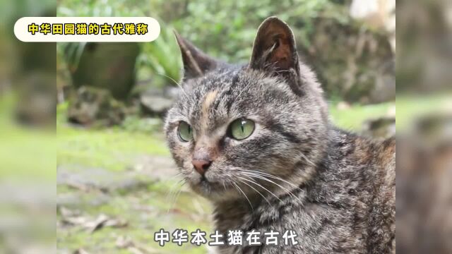 关于田园猫的古代雅称,你了解多少呢?