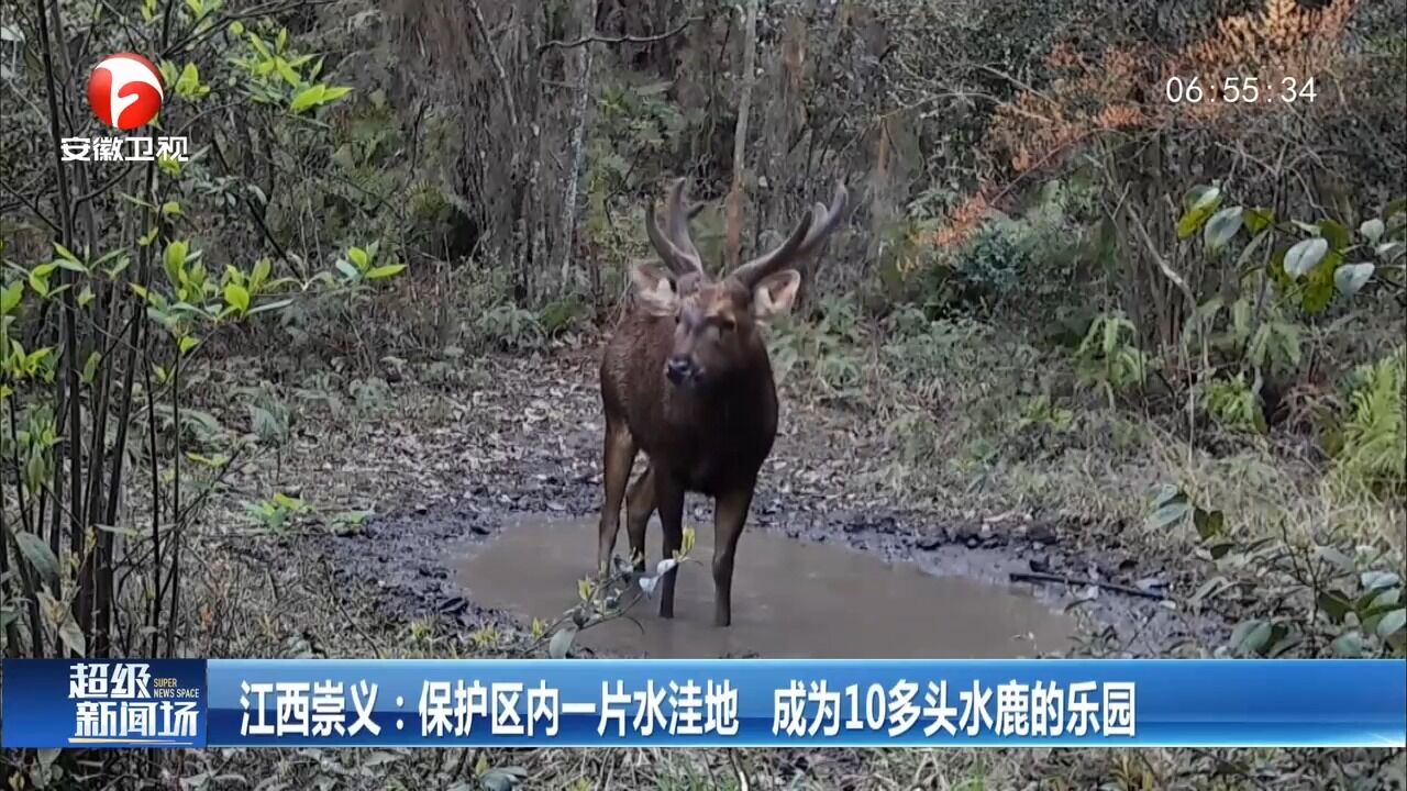 江西崇义:保护区内一片水洼地,成了10多头水鹿的乐园