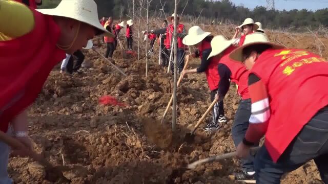 津市拓展造林绿化空间 为乡村振兴添色彩