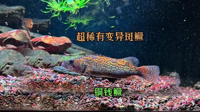 大家期待已久的铜钱鳜(变异斑鳜)来袭,期待开口和发色,特别感谢江西钓友冯总的成人之美#豆爸先生养鱼日记 #豆鱼路亚 #铜钱鳜