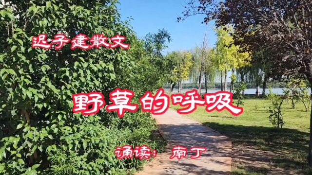 迟子建散文《野草的呼吸》诵读:南丁