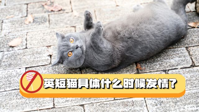 英短猫具体什么时候发情?发情了怎么办?