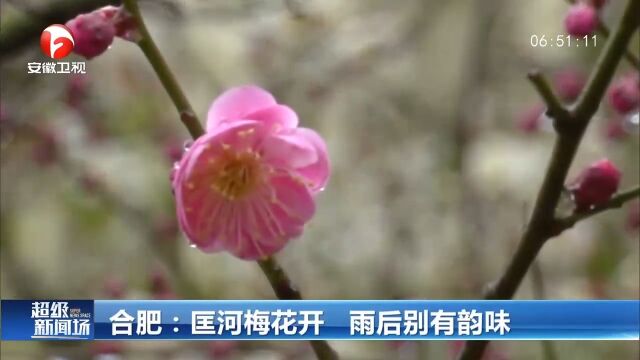 安徽合肥:匡河梅花开,雨后别有韵味