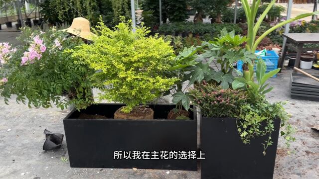 户外大花箱如何配植物,今天刚好种上2盆,一起来看看