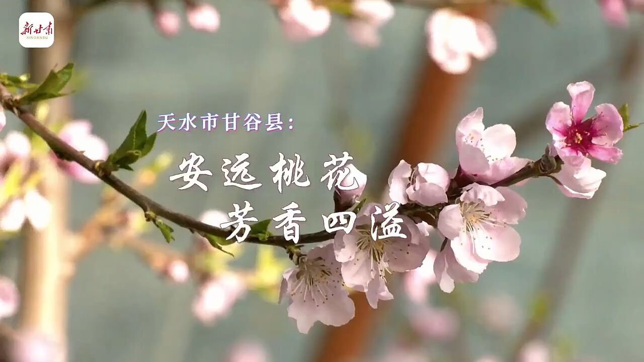 这里是甘肃ⷨ熩⑼甘谷:安远桃花,芳香四溢