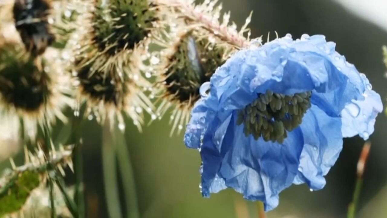 绿绒蒿有着天空一样纯净的蓝色,美得让人窒息