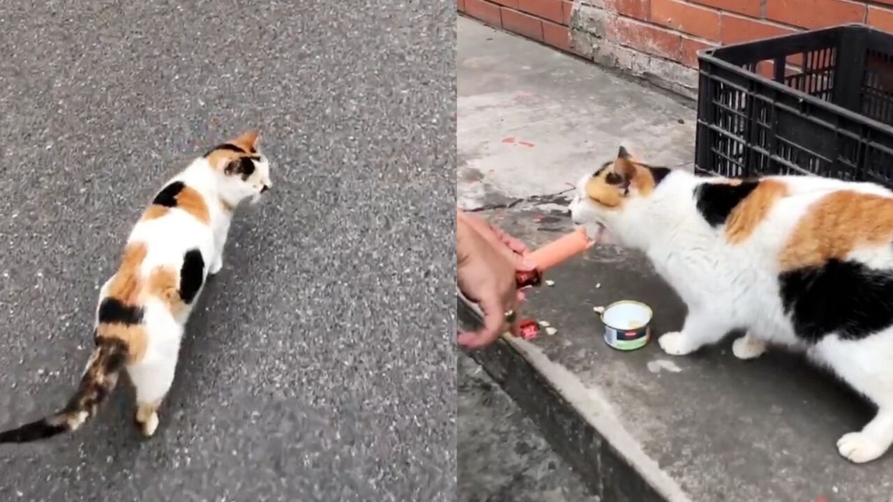 女子偶遇流浪猫,直接领着她去超市买肠:“绿茶猫”绝不饿着自己