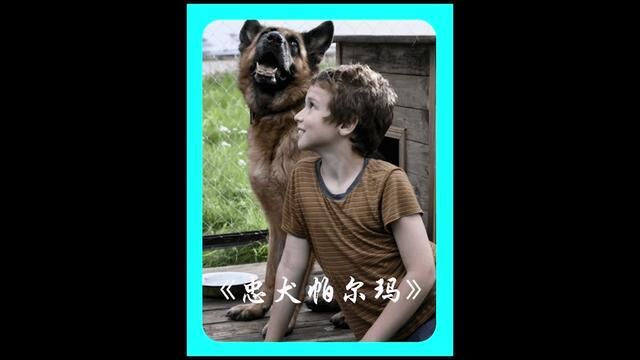 狗狗永无止境的等待主人,看了让人难受的电影 #忠犬 #忠诚狗狗