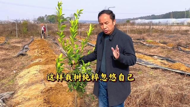 改良土壤是种植果树的根本,宁愿前期做好,不要后期补课!#果树 #种植 #定植穴 #土壤改良