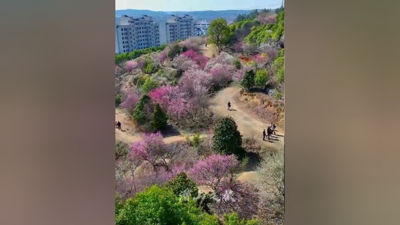 安徽省安庆市,这个春天来天柱山梅园吧