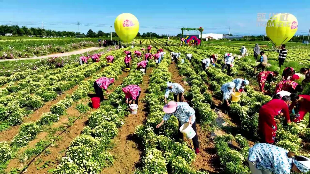 山西芮城:金秋菊花香 农户采摘忙