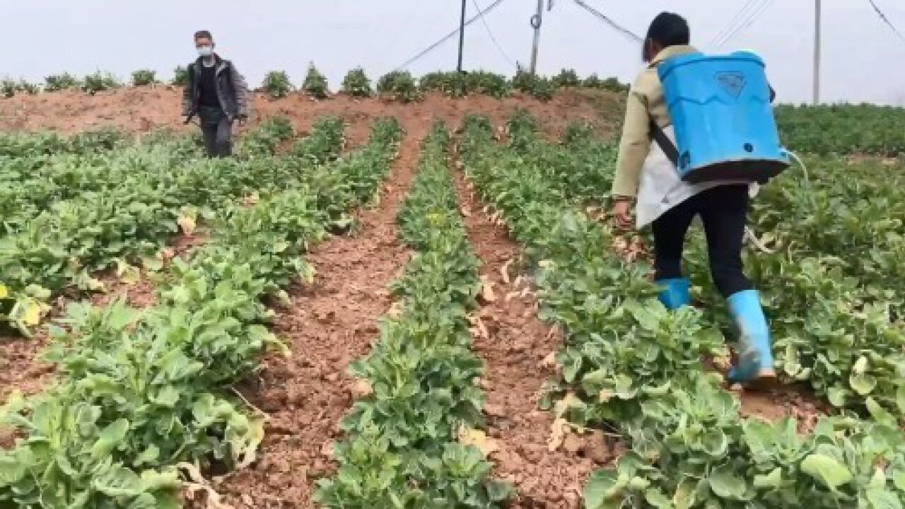 【探秘花海】6000亩油菜花含苞待放!陈村正在准备,最美花海即将上线