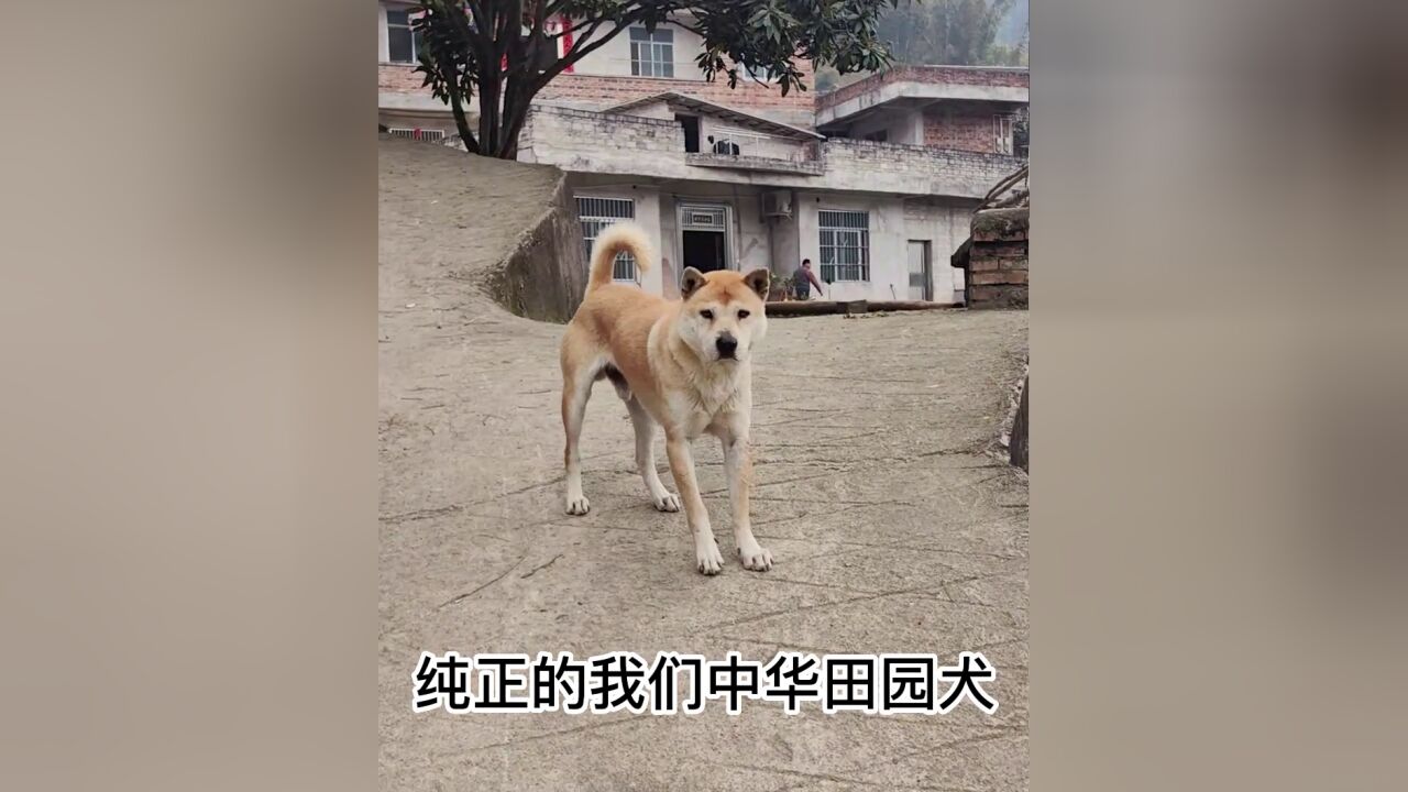 小陈到山村淘狗,欣赏漂亮的纯正中华田园犬,绝对看家好狗