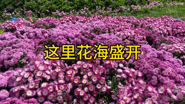 这里花海盛开,看花展,到昆明嵩明花博会