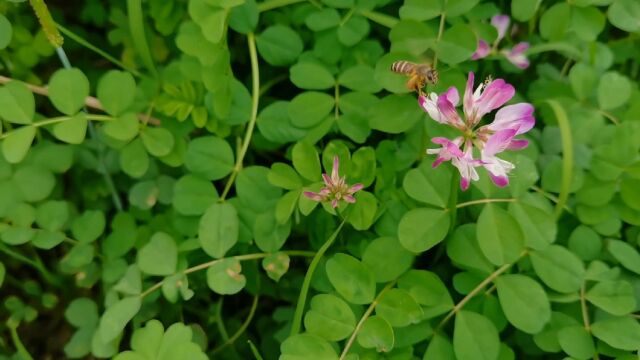 蜂蜜品质好不好,不在于卖蜜人吹嘘,好蜂蜜离不开优良的蜜源植物