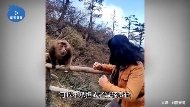 律师解读峨眉山与猴群互殴男子:输了丢人,赢了违法