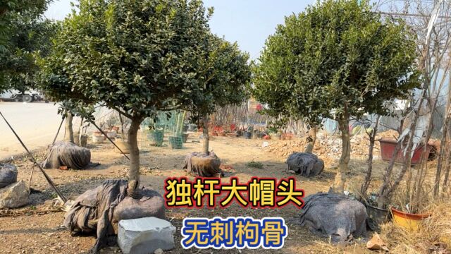 大爷挖10棵庭院绿化树来赶大集,不仅四季不落叶冬天还挂红果,奇