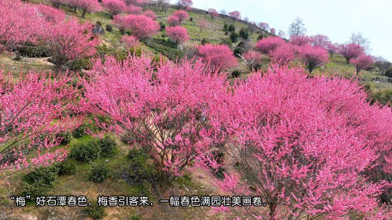 歙县石潭村漫山遍野红梅展颜绽放