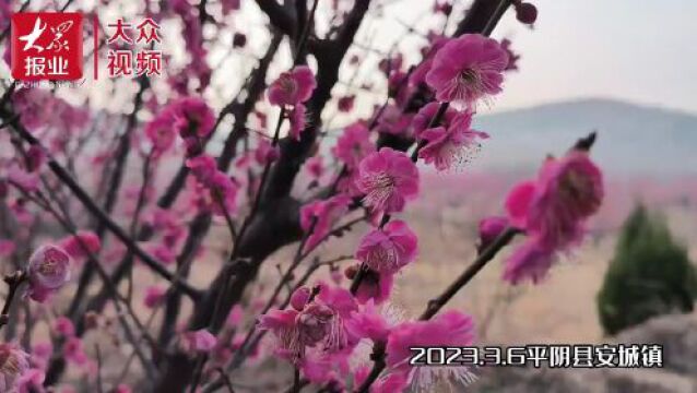 丨千亩梅花吐芬芳,这里的春色别有洞天!