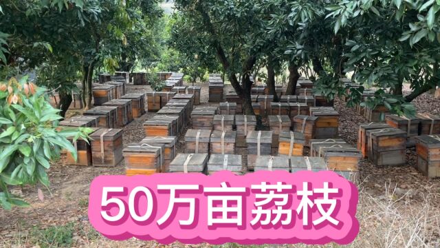 荔枝开花啦,50万亩荔枝蜜龙眼蜜源取之不尽,养殖蜜蜂的都来吧