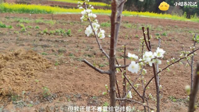 网购的大李子开花了,希望今年能尝一下味道