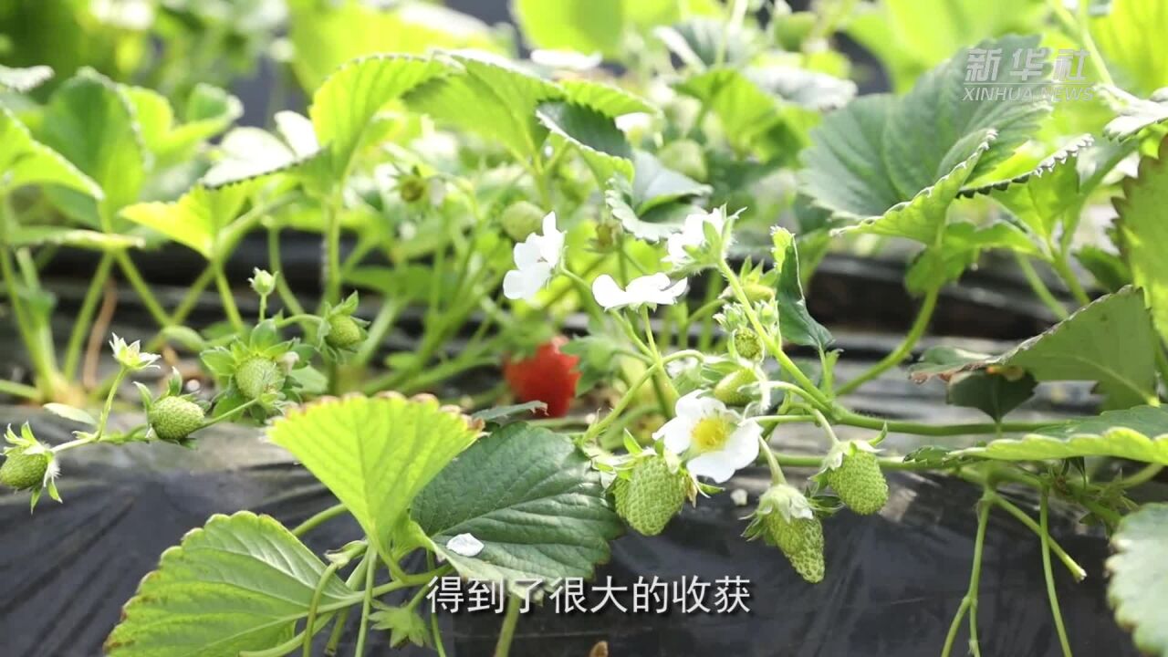 德国农业专家诺伯特ⷮŠ菲舍:种植红树莓 宁夏有好风土