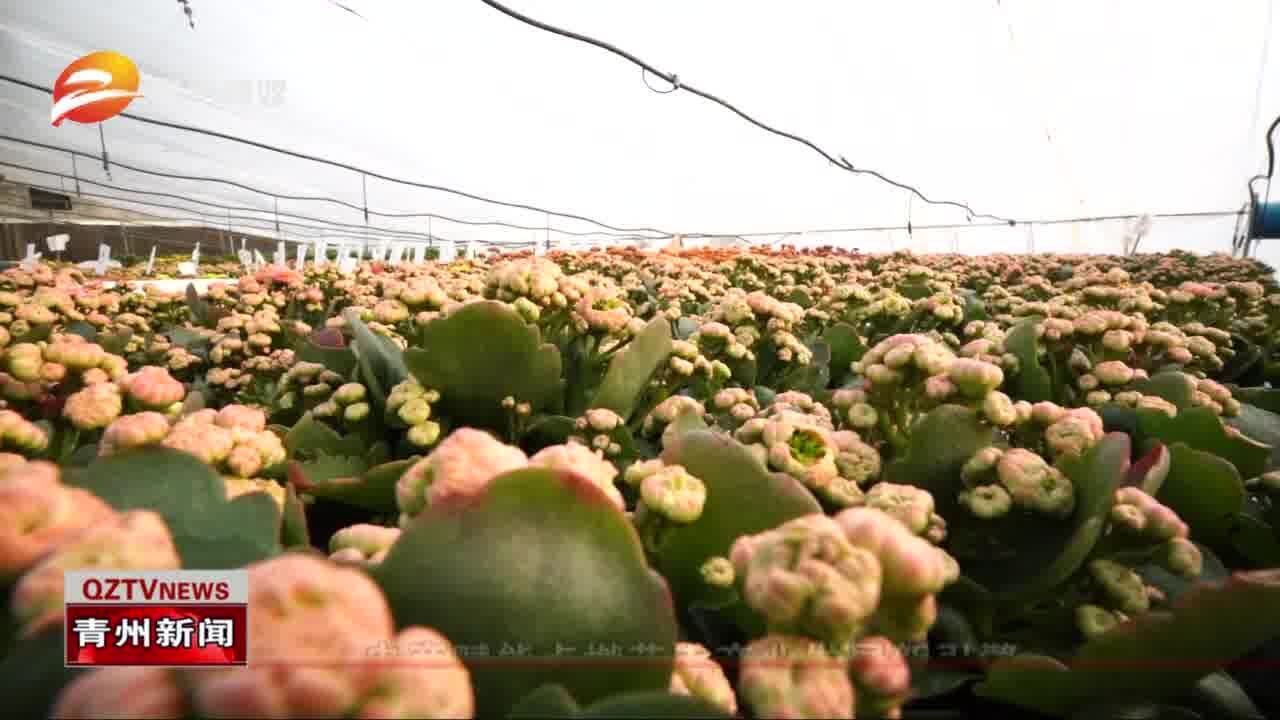 青州:电商赋能点燃花卉产业发展新引擎