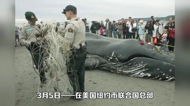 近200个国家签署了《公海条约》,以保护国际水域海洋生物!