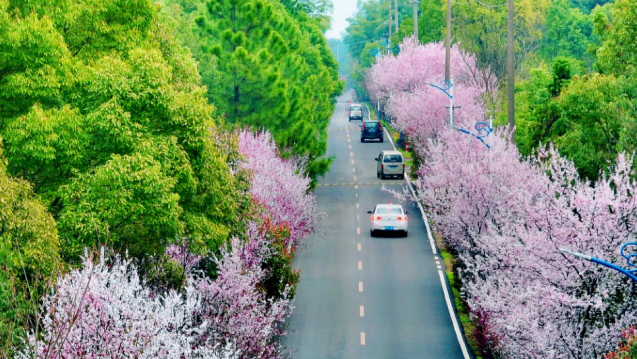 春天的故事丨望城:青山粉花入画来 行车深处有花开