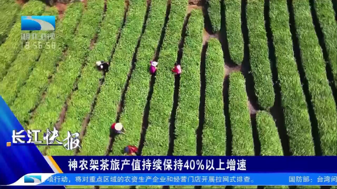 神农架茶旅产值持续保持40%以上增速