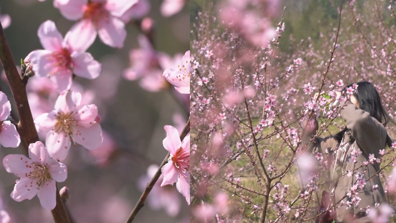 太美了!百亩桃花开出粉色“花海”,各地游客纷至沓来!