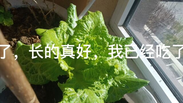 封闭阳台种菜种菜效果,现在展示给大家看看