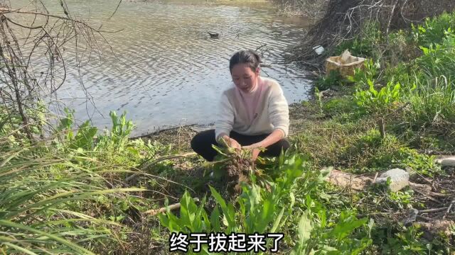 河边这种野菜叫“金不换”,它的用途特别强大,很多人却不认识