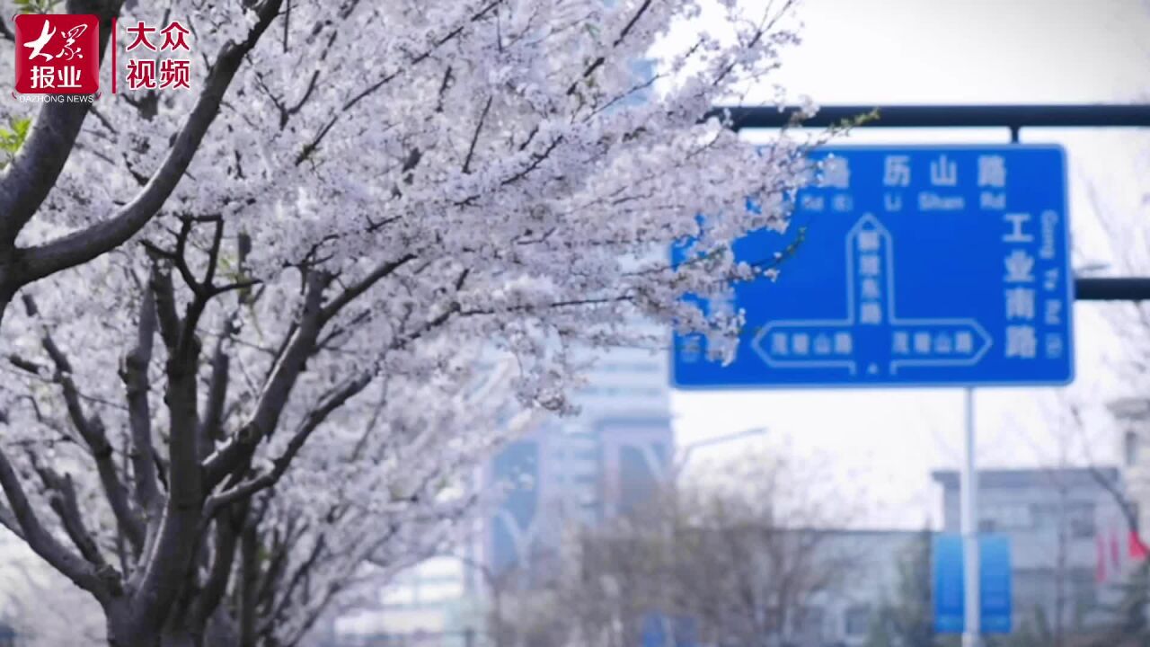 视频|一路繁花!济南这些“花路”颜值爆表