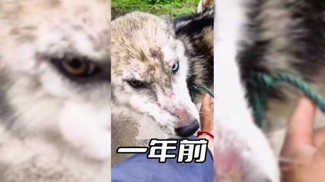 工地男子徒手解救流浪异瞳狼犬,一年后秒变白眼狼!#捷克狼犬 #萌宠 #哈士奇 #流浪狗